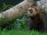 Polecat