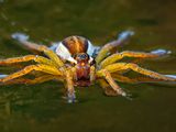 Raft Spider