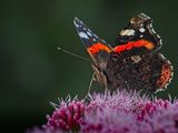 Red Admiral