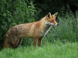 Red Fox
