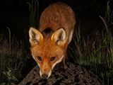 Red Fox