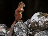 Red Squirrel