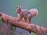 Red Squirrel