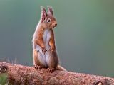 Red Squirrel