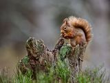 Red Squirrel
