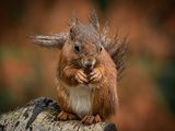 Red Squirrel