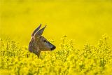 Roe Deer