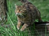 Scottish Wildcat