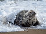 Grey Seal