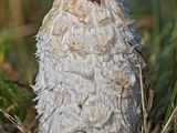 Shaggy Ink Cap