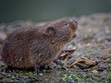 Water Vole