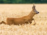 Roe Deer