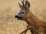 Roe Deer