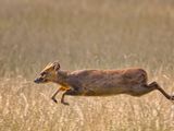 Muntjac
