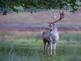Fallow Deer