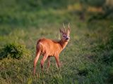 Roe Deer