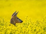 Roe Deer I