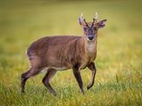 Muntjac deer