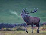 Red Deer