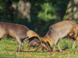 Fallow Deer