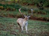 Fallow Deer