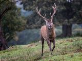 Red Deer