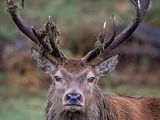 Red Deer