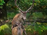 Red Deer