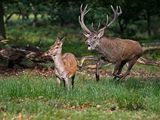 Red Deer