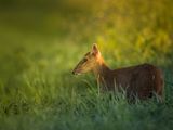 Muntac Deer
