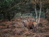 Red Deer