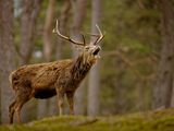 Red Deer