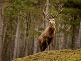 Red Deer
