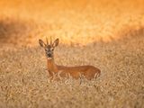 Roe Deer