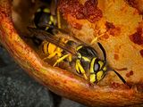 Wasp on windfall