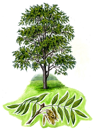 Tree species - Ash