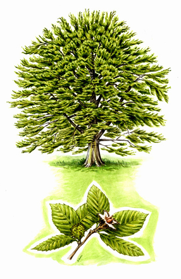 Tree species - Beech