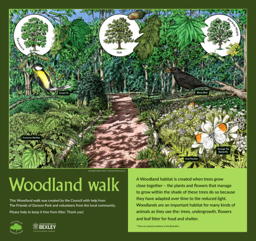 Woodland Walk 2