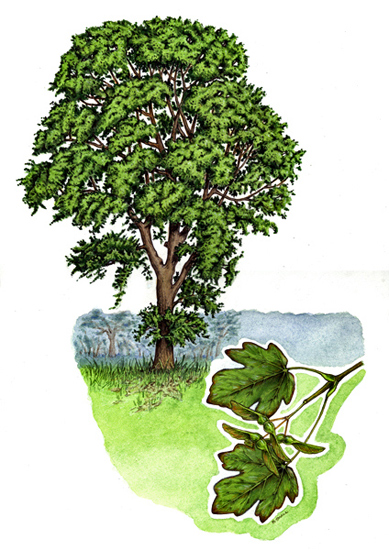 Tree species - Field maple