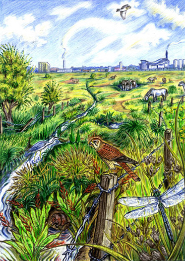 Grazing marsh biodiversity