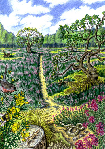 Heathland biodiversity