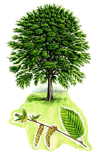 Tree species - Hornbeam