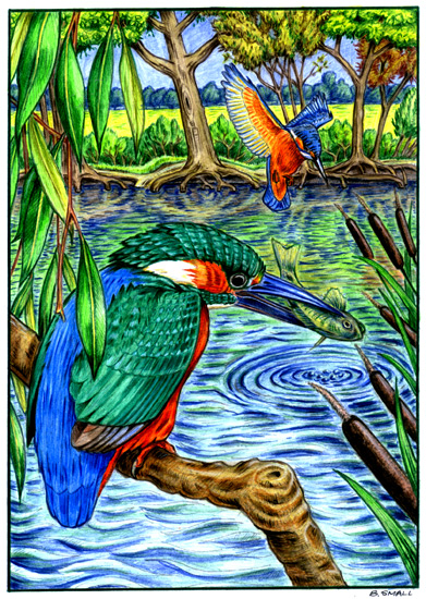 Kingfishers in their habitat