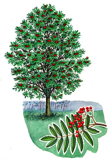 Tree Species - Mountain ash