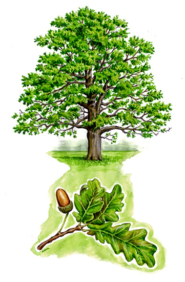 Tree species - Oak