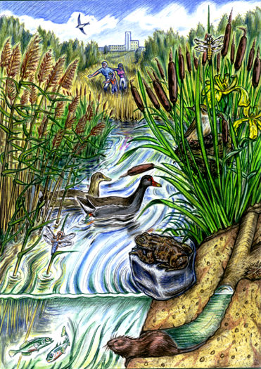 Reed bed biodiversity
