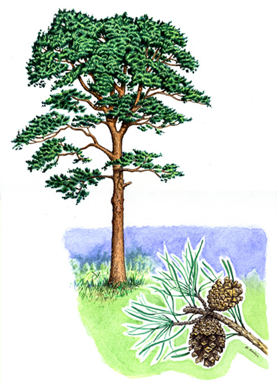 Tree species - Scots pine