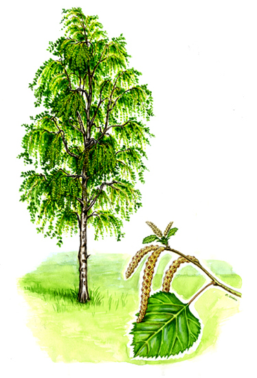 Tree species - Silver birch