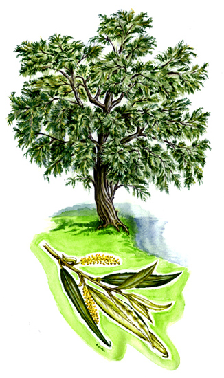 Tree species - White willow