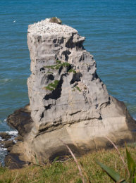 Gannet Colony